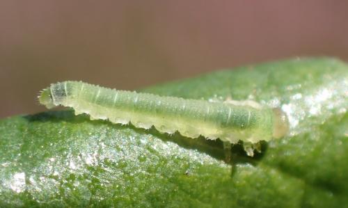 Réf. 289 541 : Nematinus sp.